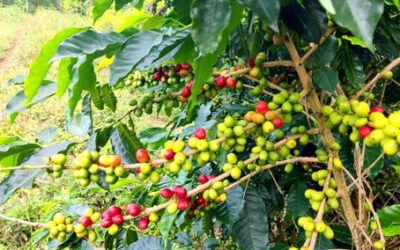 Peru as the World’s Leading Producer of Organic Arabica Coffee Beans