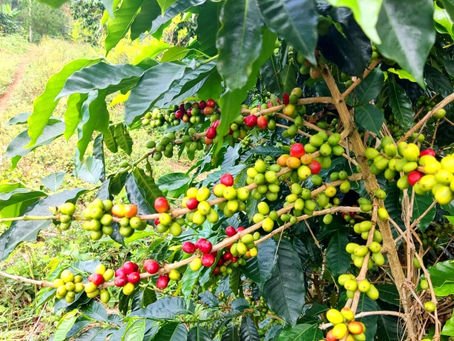 Peru as the World’s Leading Producer of Organic Arabica Coffee Beans